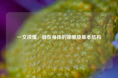 一文读懂,肺在身体的哪里及基本结构